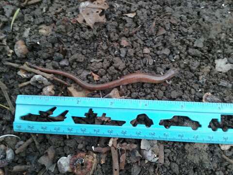 Image of Garden Slender Salamander