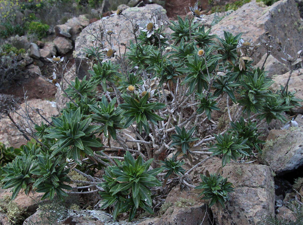 Image of Carlina salicifolia subsp. lancerottensis Kunkel