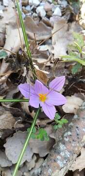 Plancia ëd Crocus etruscus Parl.