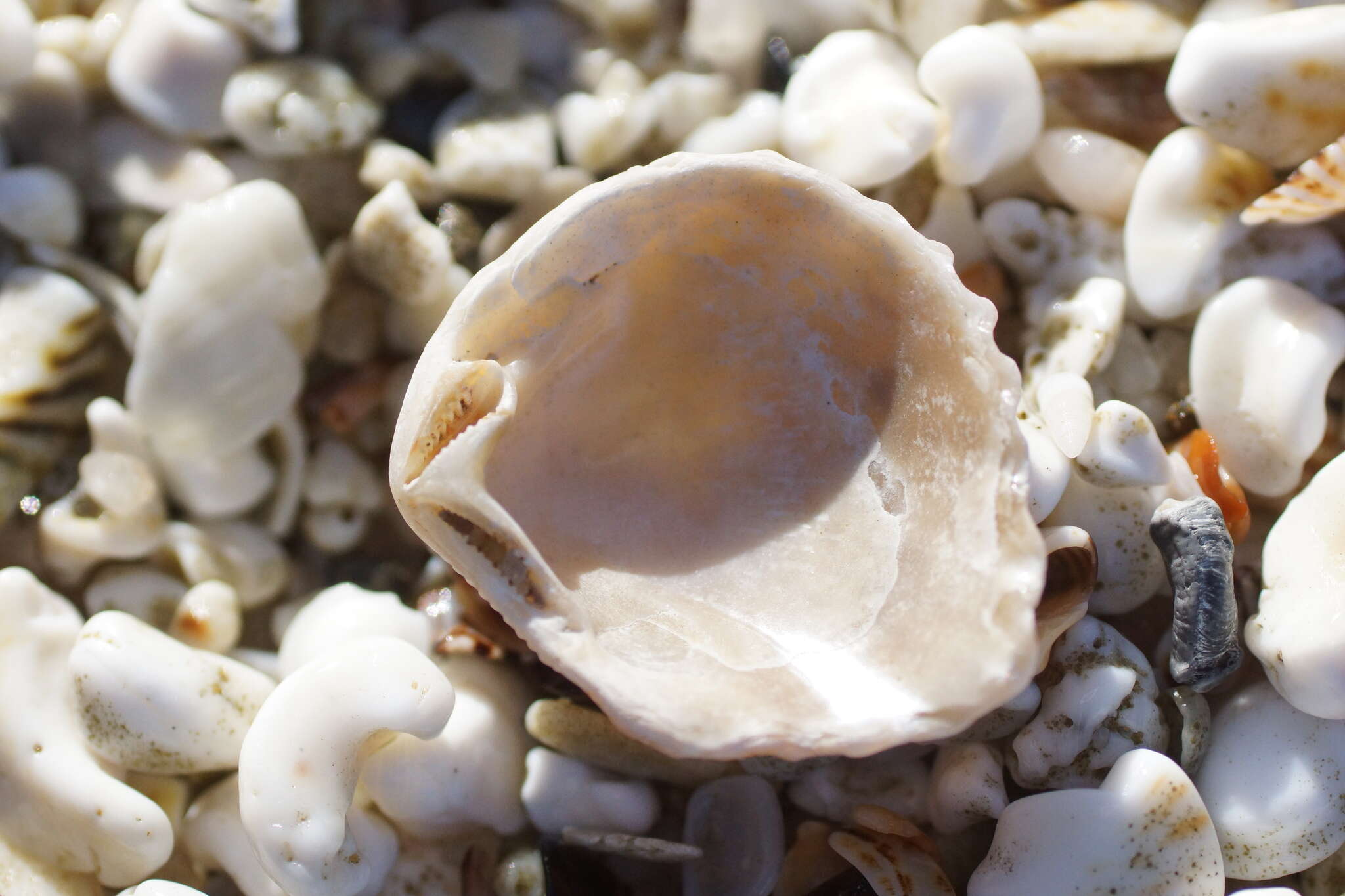 Image of brooch clam