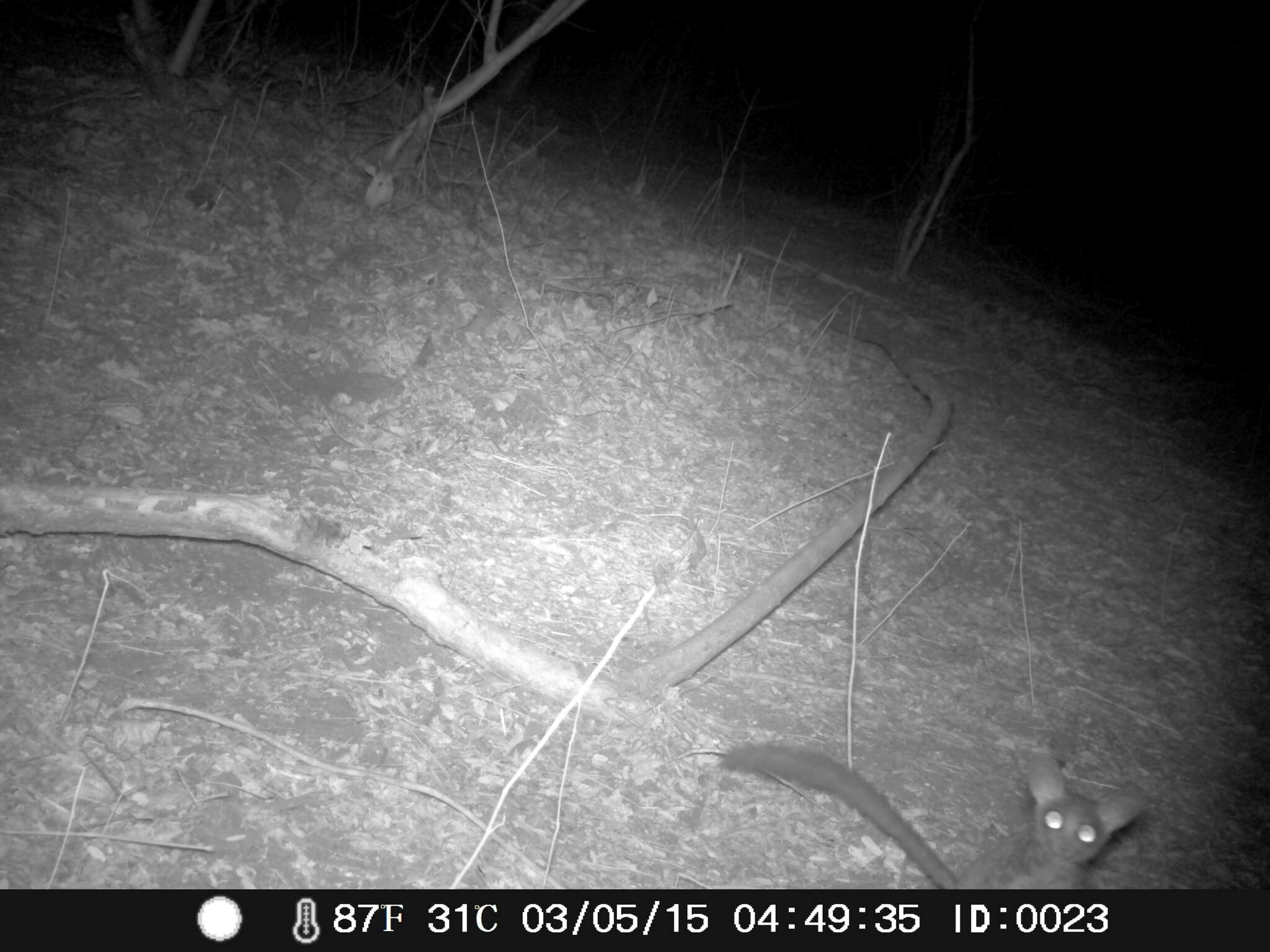 Image of Senegal Bushbaby