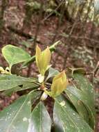 Слика од Illicium anisatum L.