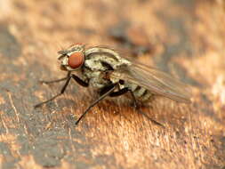 Image of Anthomyia oculifera Bigot 1885