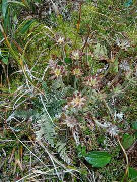 Слика од Chaerophyllum argenteum (Hook. fil.) K. F. Chung