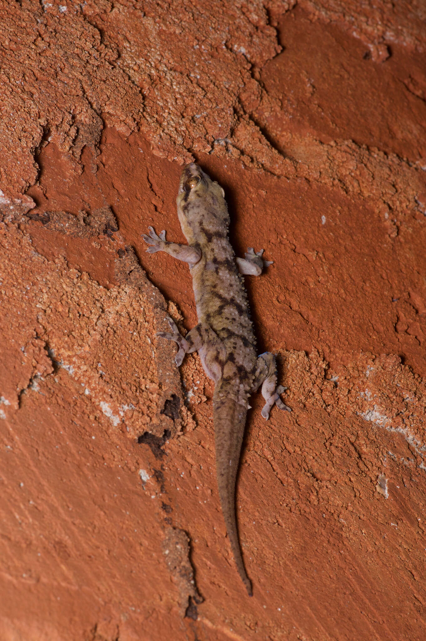 Слика од Hemidactylus depressus Gray 1842