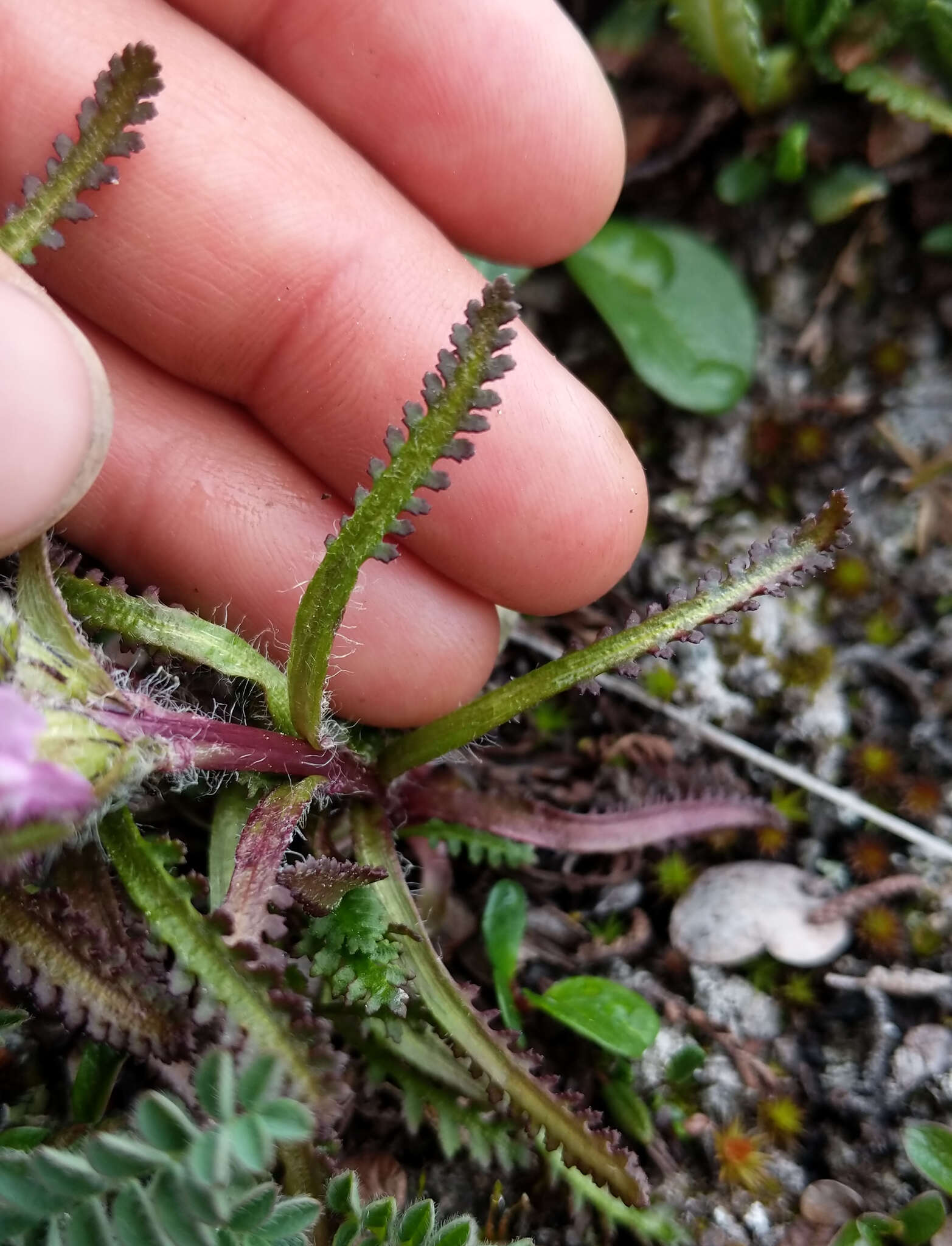 Imagem de Pedicularis langsdorffii Fisch. ex Stev.