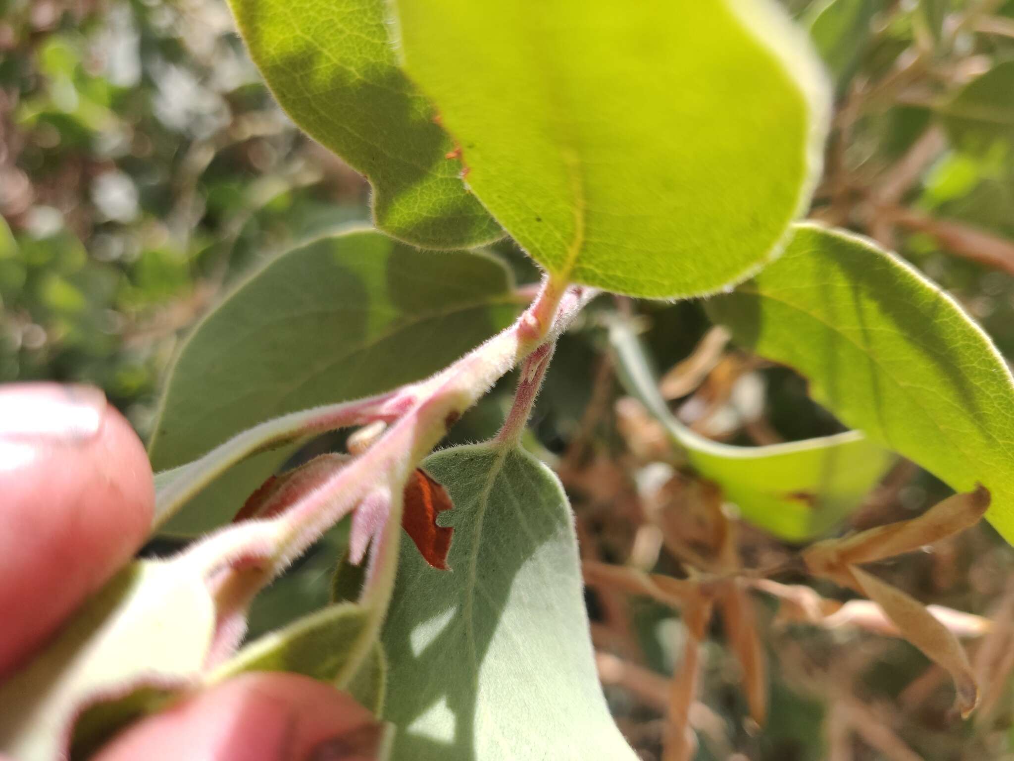 Слика од Arctostaphylos glandulosa subsp. zacaensis (Eastw.) P. V. Wells