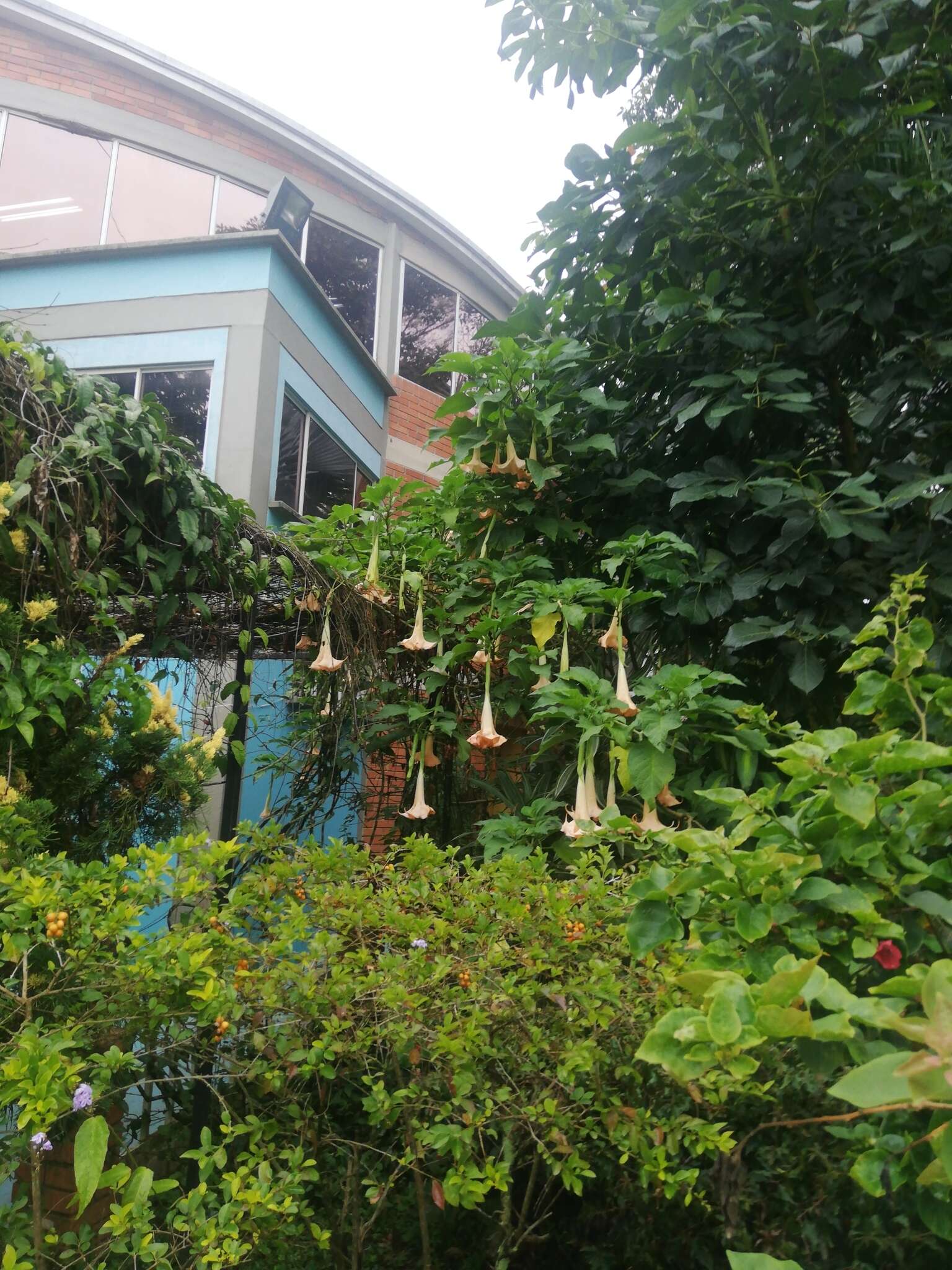 Image de Brugmansia insignis (Barb-Rodr.) T. E. Lockwood ex E. Wade Davis