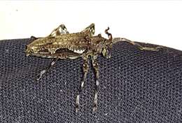 Oreodera bituberculata Bates 1861的圖片