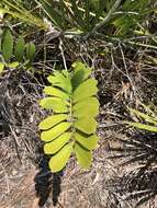 Image of Cardboard Palm