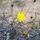 Image of Hieracium lachenalii subsp. lachenalii