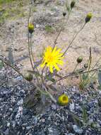 Image of Hieracium lachenalii subsp. lachenalii