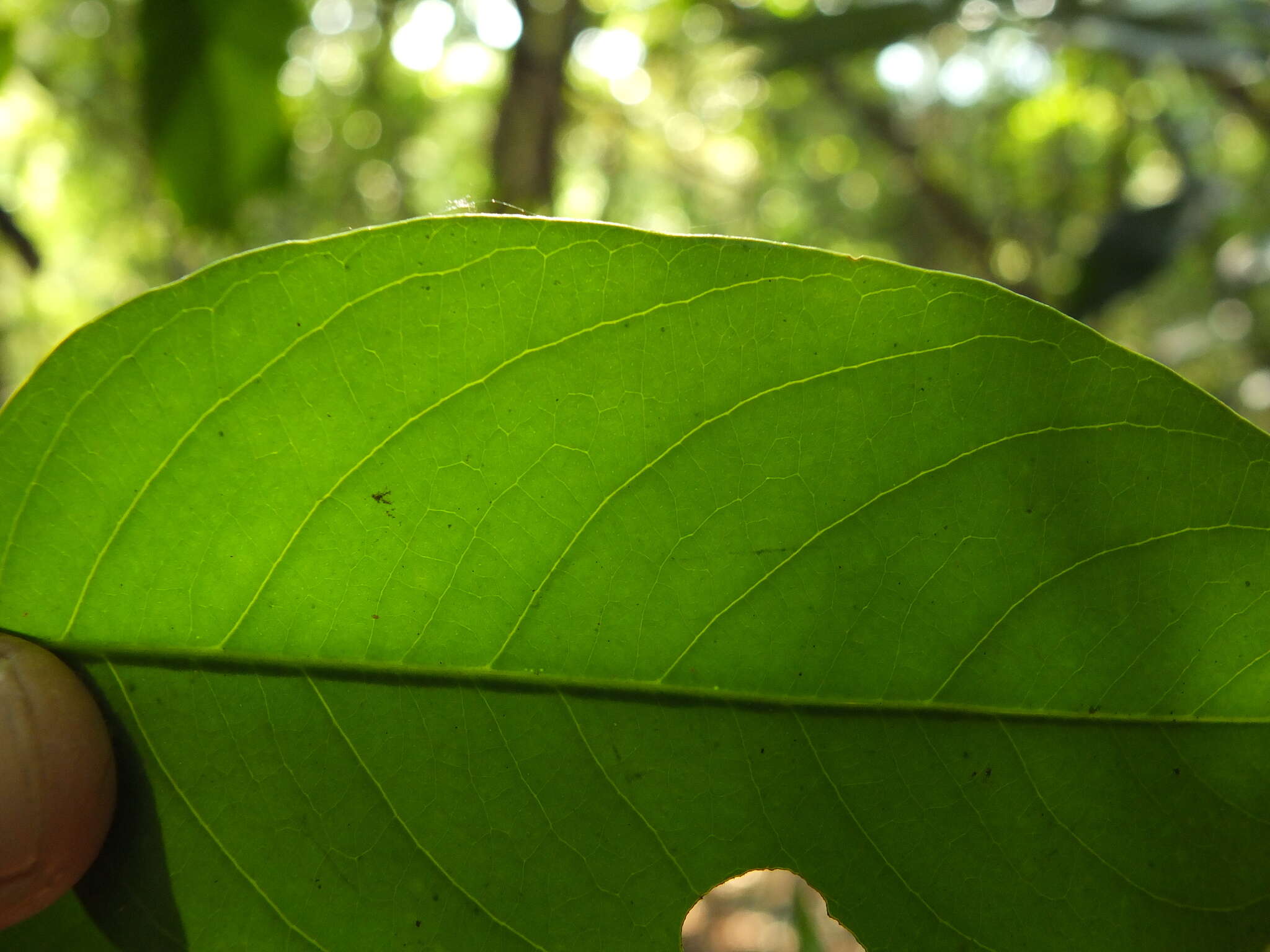 Image of Casearia ovata (Lam.) Willd.