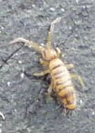 Image of Springtail