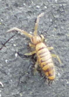 Image of Springtail