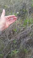 Image of Wiry Blue-Eyed-Grass