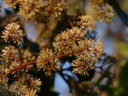 صورة Ixora brachiata Roxb.