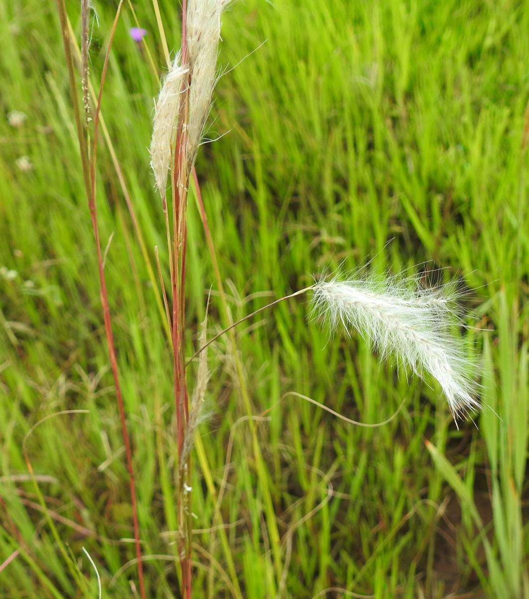 Imagem de Andropogon eucomus Nees