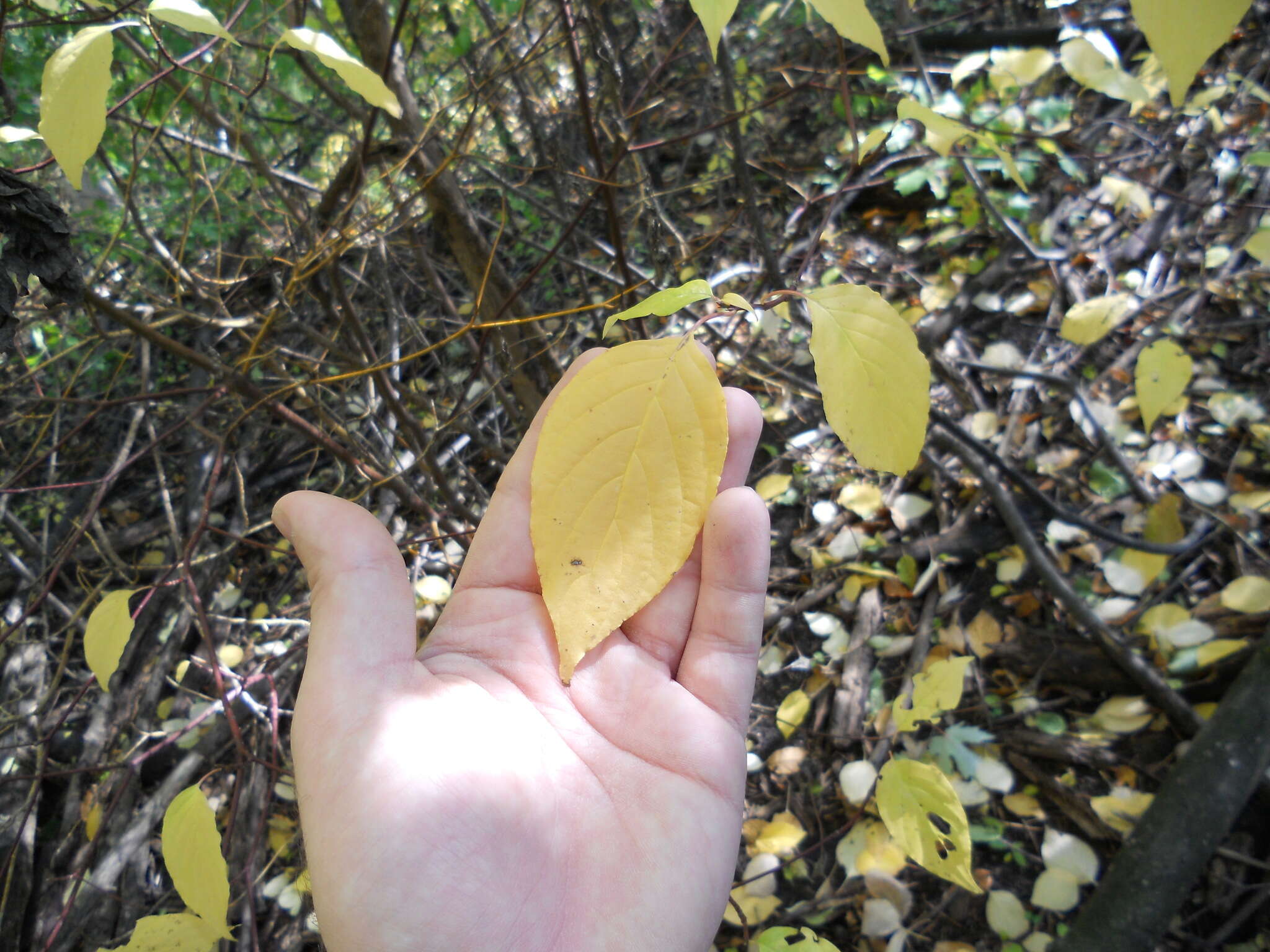 Image of alternateleaf dogwood