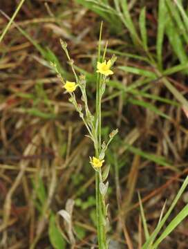 Image of stiff yellow flax