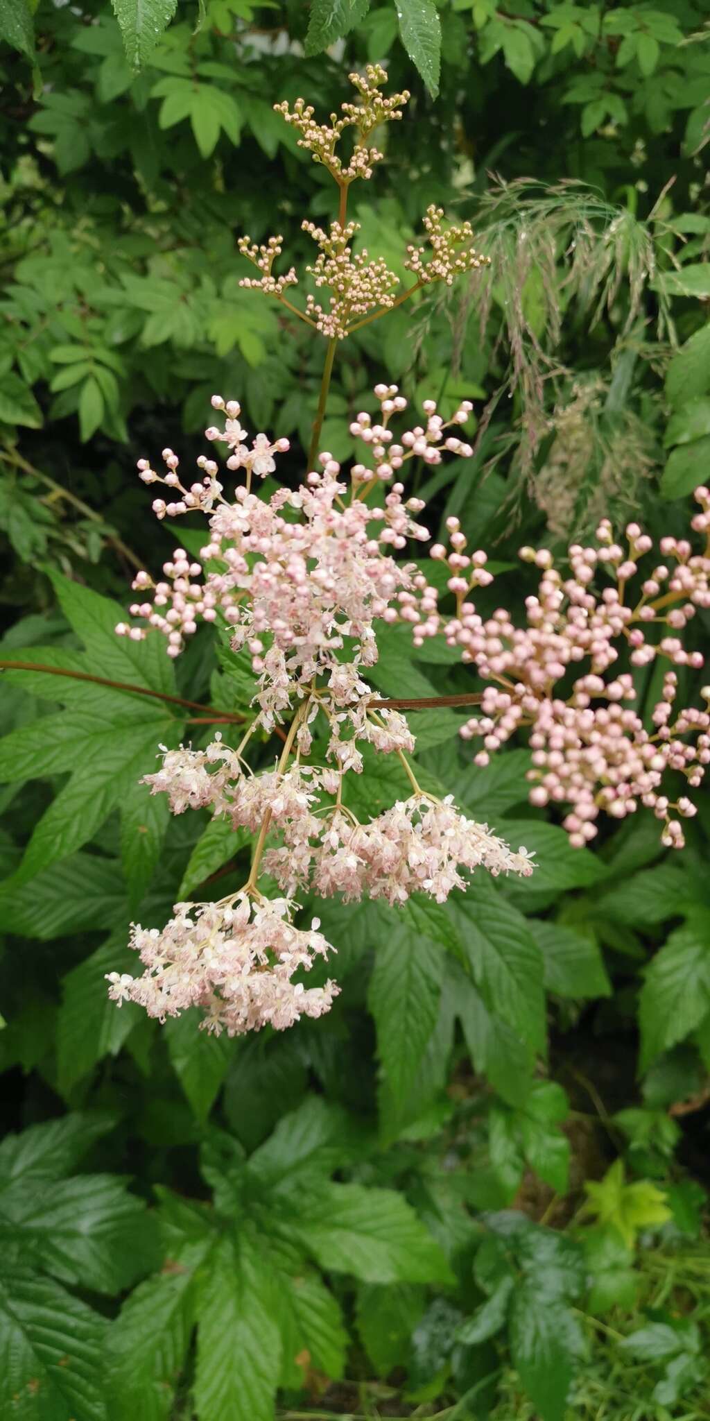 Image of Filipendula palmata (Pall.) Maxim.