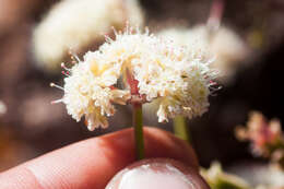 Image of naked buckwheat