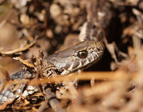 Image of Highlands Copperhead