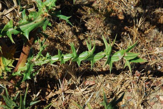 Image of Berkheya carlinifolia subsp. carlinifolia