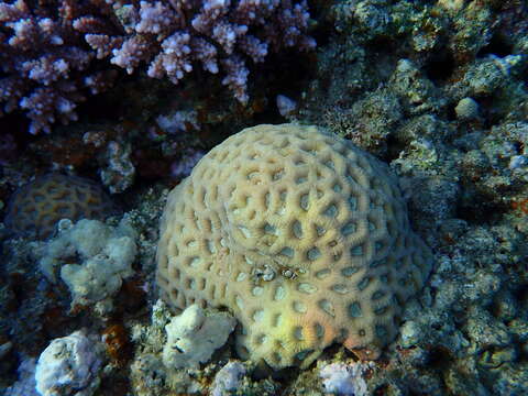 Image of lesser star coral