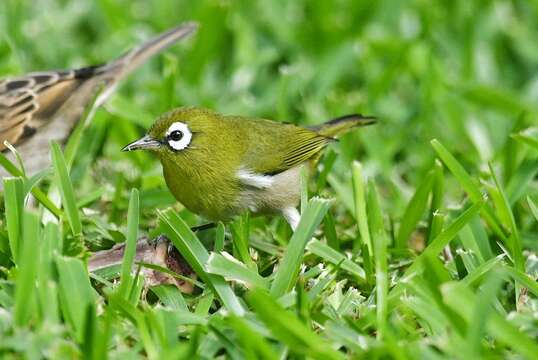 Image of Green-backed White-eye