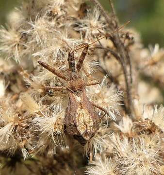 Image of Spined Assassin Bug