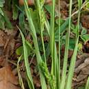 Image of Gholson's sedge