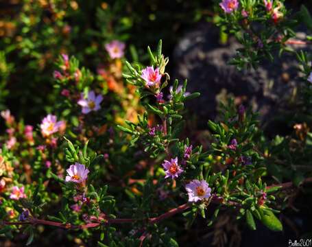 Image of Frankenia ericifolia Chr. Sm.