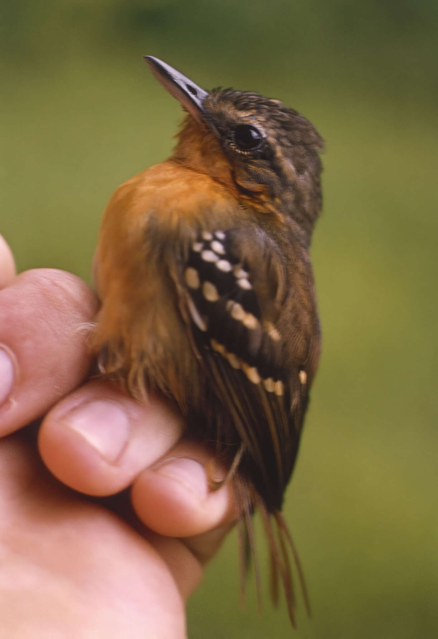 Image of Southern Chestnut-tailed Antbird