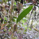 Слика од Otoglossum globuliferum (Kunth) N. H. Williams & M. W. Chase
