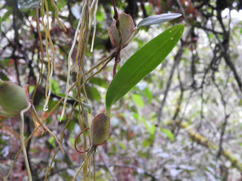 Image de Otoglossum globuliferum (Kunth) N. H. Williams & M. W. Chase