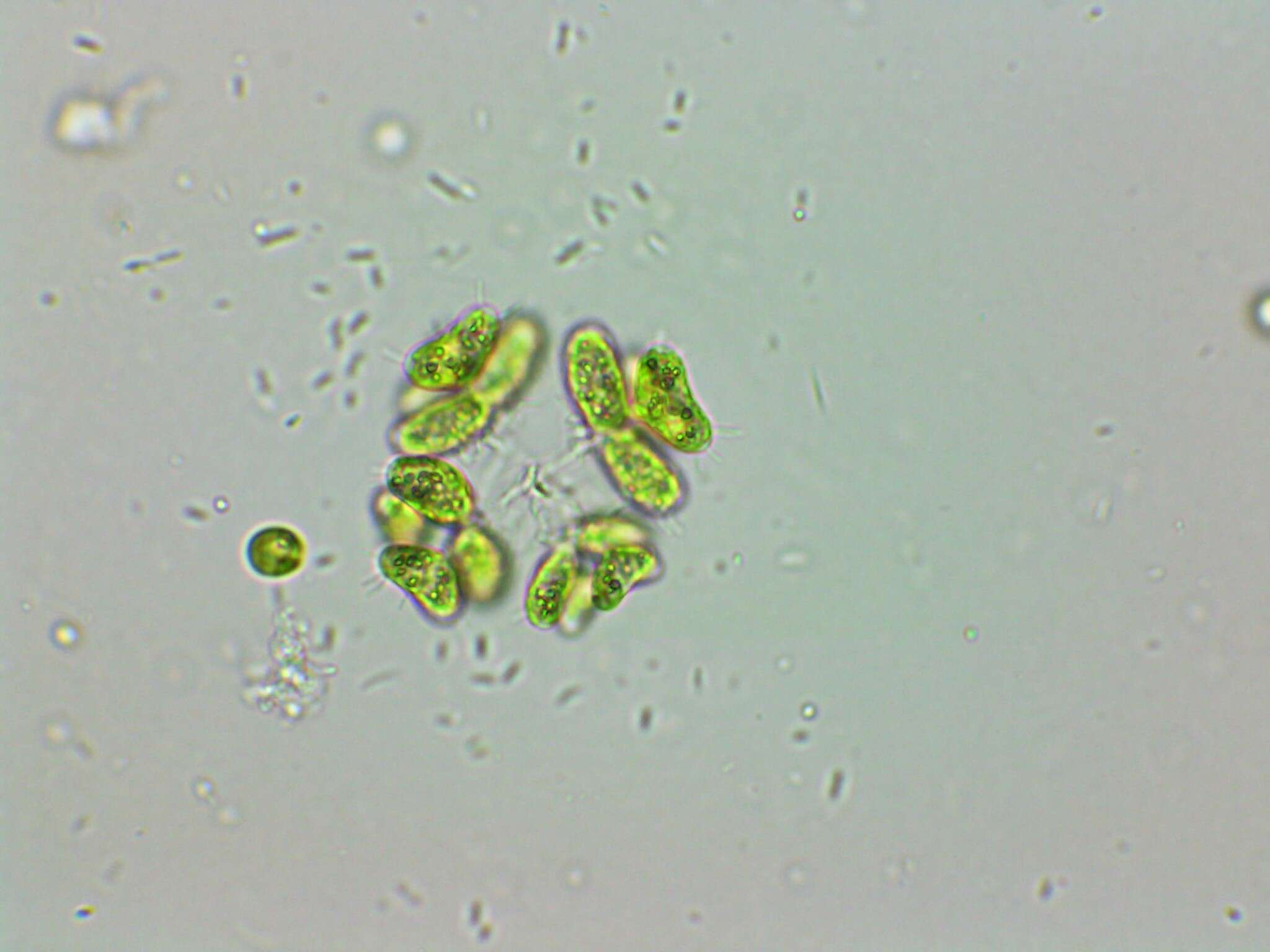 Plancia ëd Dimorphococcus Braun 1855