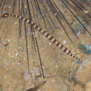 Image of Glowtail pipefish