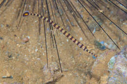 Image of Glowtail pipefish