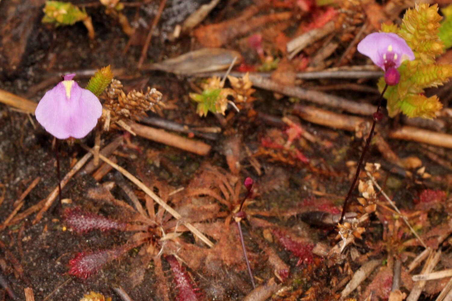 Image of Utricularia lateriflora R. Br.