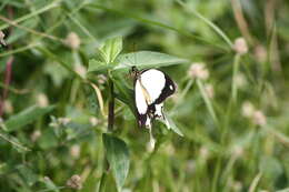 Imagem de Papilio dardanus Brown 1776