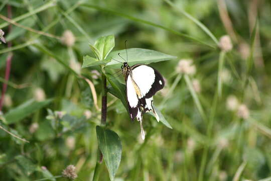 Image of African Swallowtail