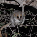 Image of Gray-brown Mouse Lemur