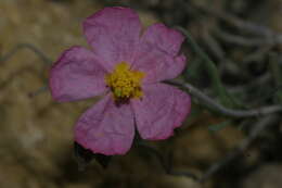 Helianthemum virgatum (Desf.) Pers. resmi