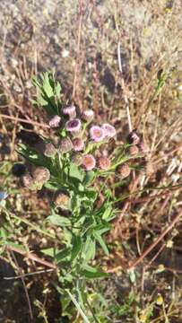 Imagem de Pluchea salicifolia (Mill.) Blake