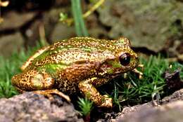 Image de Gastrotheca riobambae (Fowler 1913)