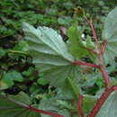 Image of <i>Begonia medeirosii</i> Funez & J. C. Jaramillo