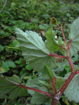 Image of <i>Begonia medeirosii</i> Funez & J. C. Jaramillo