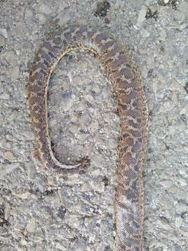 Image of Javelin Sand Boa