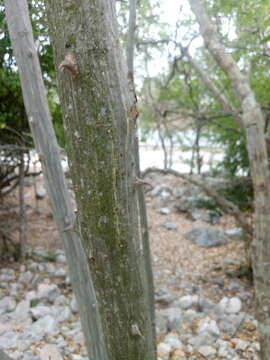 Слика од Erythrina standleyana Krukoff